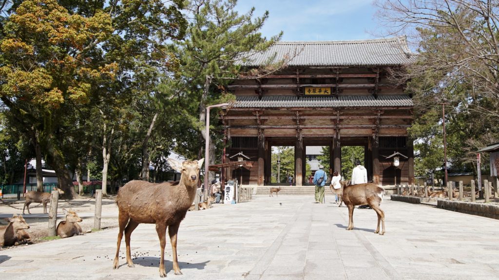 Nara et ses cerfs