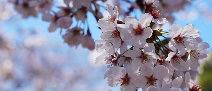 Visiter Tokyo à l'Hanami - Partir Un Jour #18