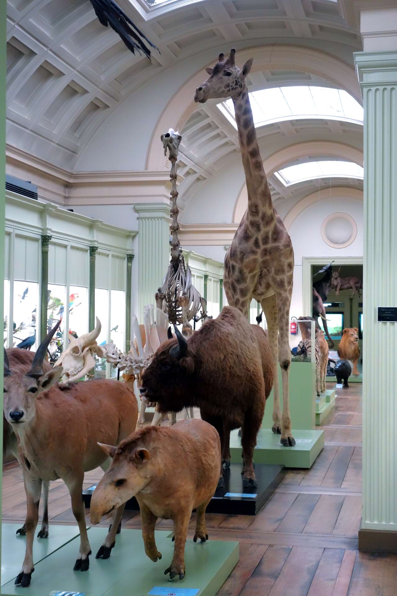 Musée d'Histoire Naturelle